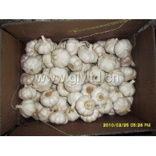 2015 New Crop Pure White Garlic (4.5cm, 5.0cm, 5.5cm, 6.0cm)